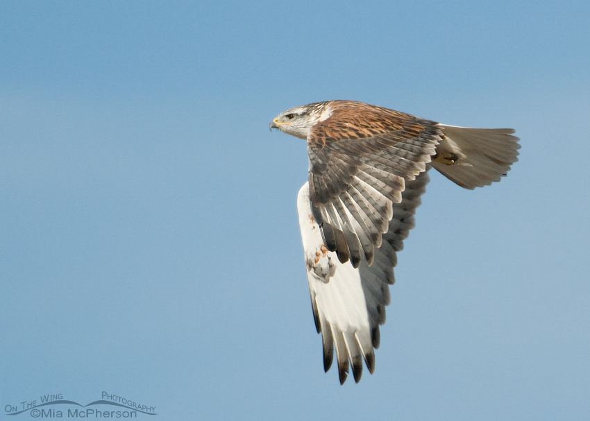 Flight shot of Ferruginous Hawk with wings down, West Desert, Tooele County, Utah