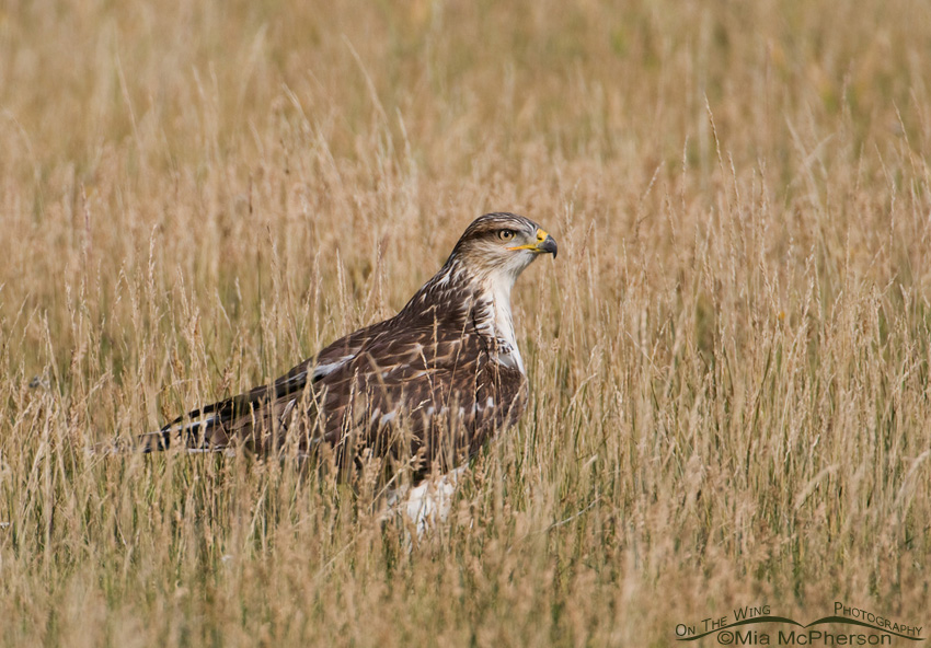Ferruginous Hawk in grasses, Centennial Valley, Beaverhead County, Montana