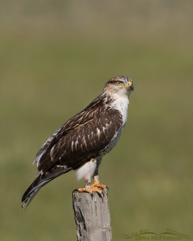 Ferruginous Hawk perched on a fence post, Centennial Valley, Beaverhead County, Montana