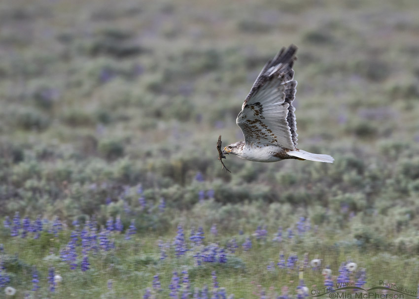 Ferruginous Hawk in flight with nesting materials, Centennial Valley, Beaverhead County, Montana