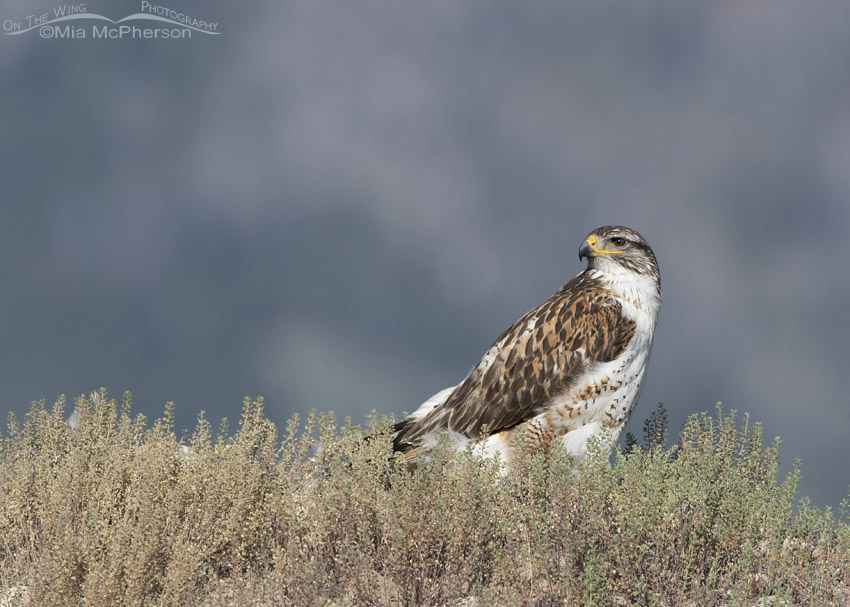 Light morph Ferruginous Hawk on a hill, West Desert, Tooele County, Utah