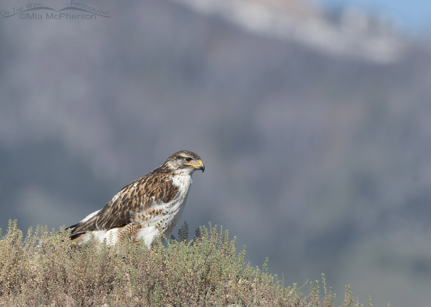Light morph Ferruginous Hawk in front of the Stansbury Mountains, West Desert, Tooele County, Utah