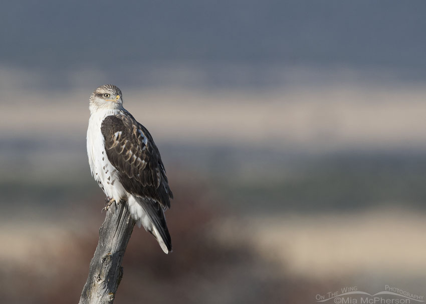 Ferruginous Hawk near farm land, West Desert, Tooele County, Utah