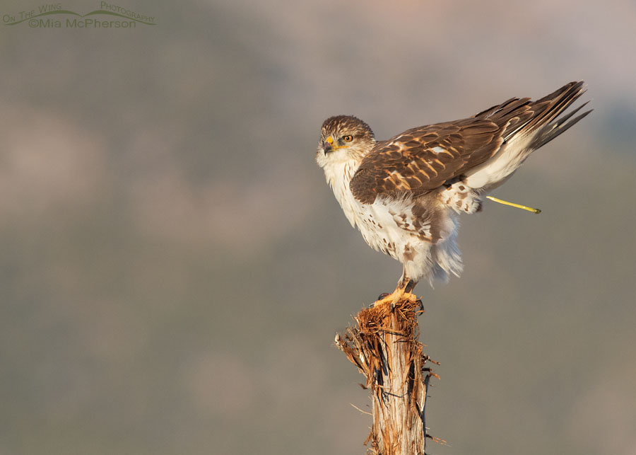 Immature Ferruginous Hawk letting poop fly, West Desert, Tooele County, Utah