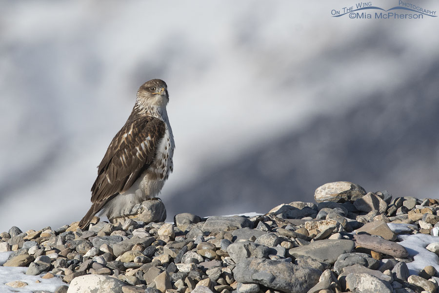 Winter Ferruginous Hawk perched on rocks, West Desert, Tooele County, Utah
