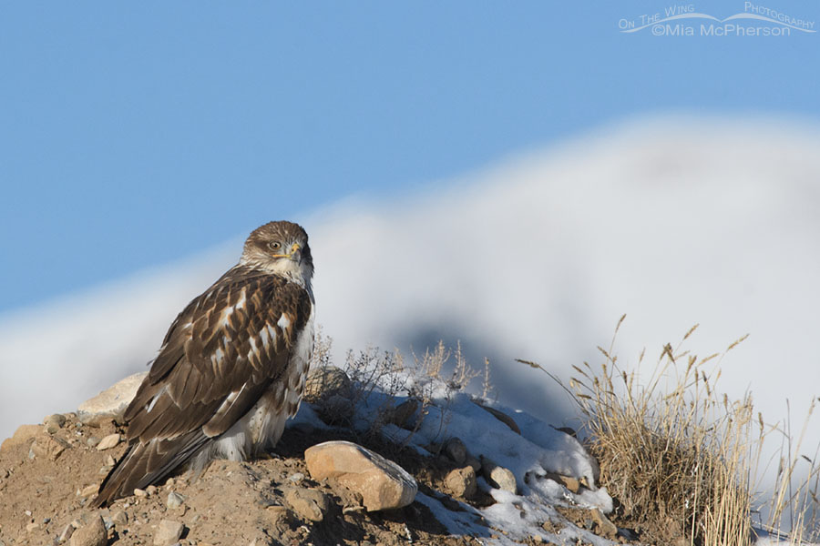 First winter light morph Ferruginous Hawk on a rocky hill, West Desert, Tooele County, Utah