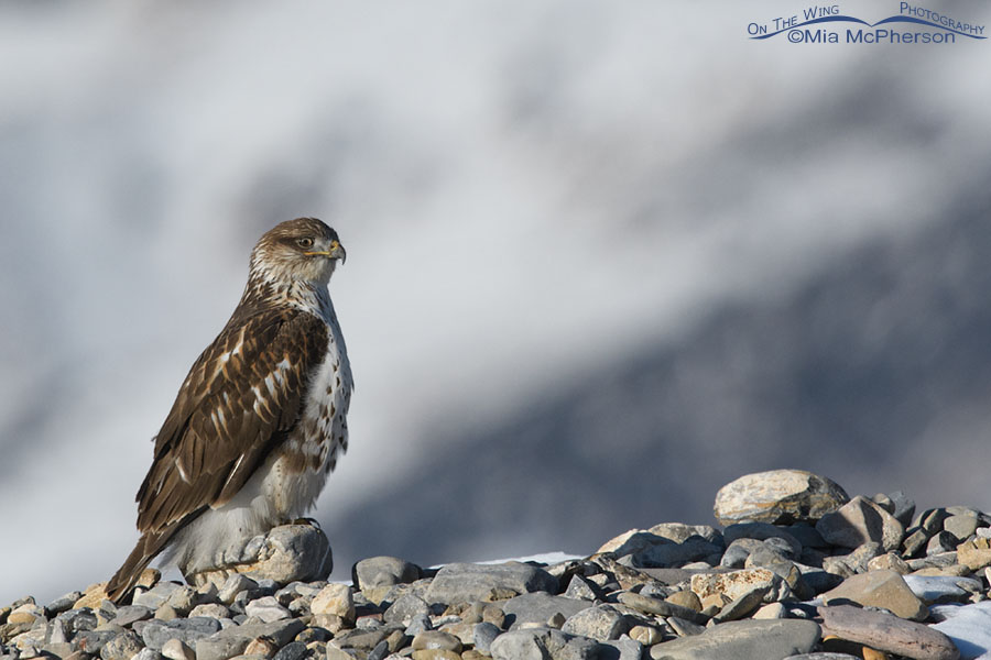 First winter Ferruginous Hawk in front of snowy mountains, West Desert, Tooele County, Utah