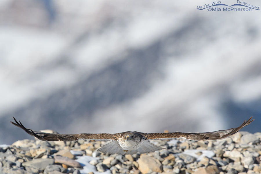 First winter Ferruginous Hawk with its wings spread wide, West Desert, Tooele County, Utah