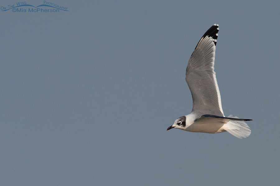 Late summer Franklin's Gull in flight, Farmington Bay WMA, Davis County, Utah