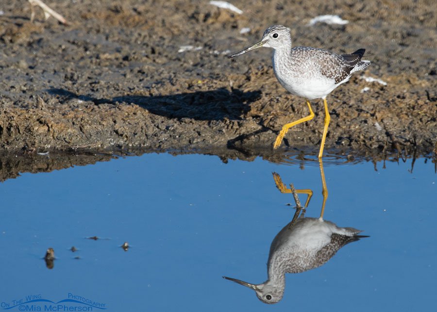Migrating Greater Yellowlegs and its reflection, Farmington Bay WMA, Davis County, Utah
