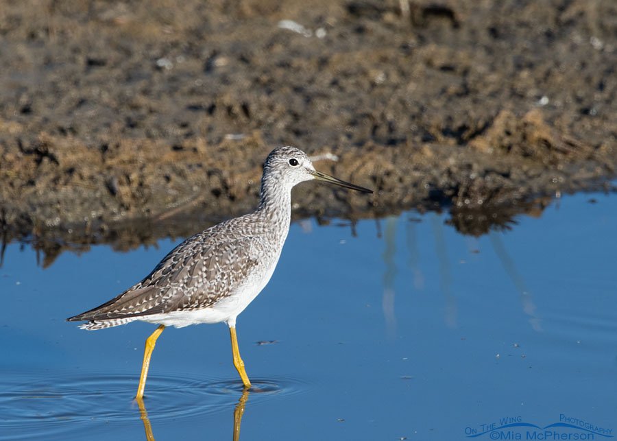 Greater Yellowlegs in a ditch at Farmington Bay WMA, Davis County, Utah