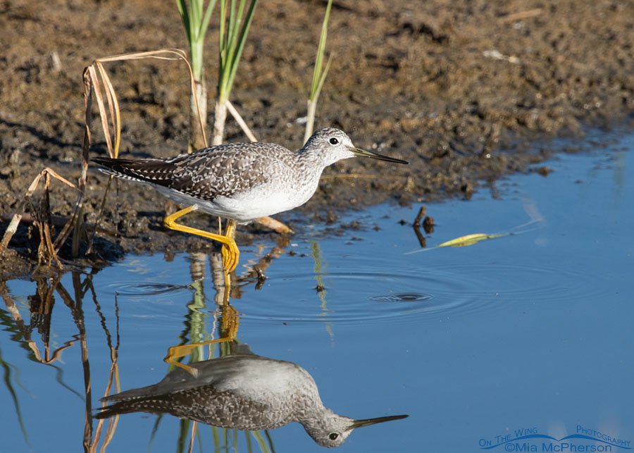 Wary Greater Yellowlegs at the edge of a ditch, Farmington Bay WMA, Davis County, Utah