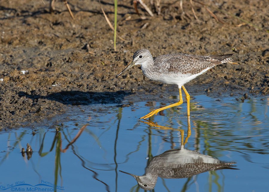 Greater Yellowlegs on fall migration, Farmington Bay WMA, Davis County, Utah
