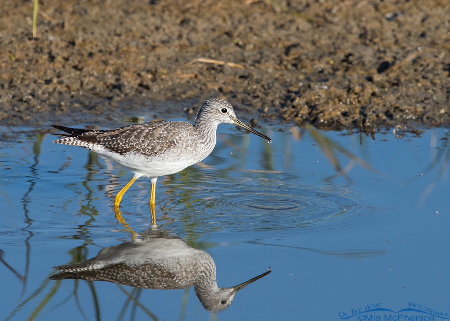Greater Yellowlegs with a droplet of water on its bill, Farmington Bay WMA, Davis County, Utah