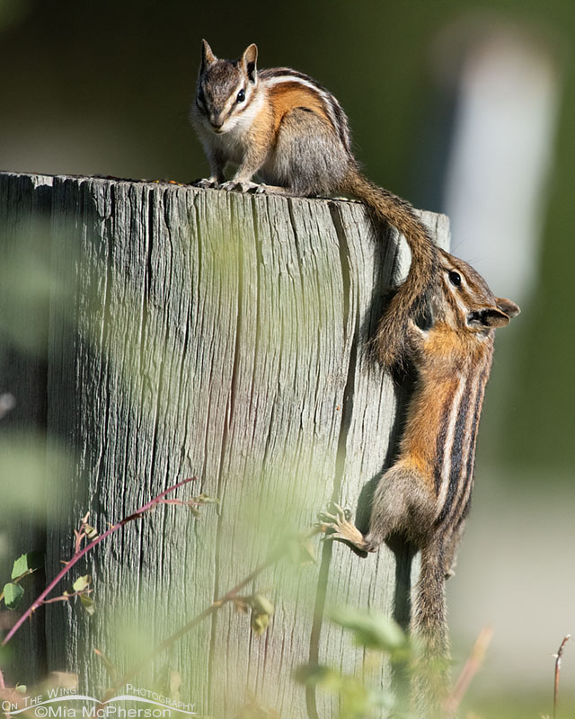 Two summer Least Chipmunks on a wooden post, Wasatch Mountains, Morgan County, Utah