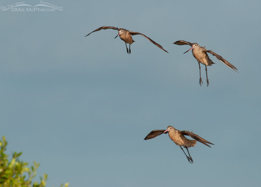 Trio of Marbled Godwits landing at Fort De Soto, Fort De Soto County Park, Pinellas County, Florida