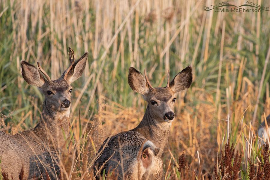 Two young spike Mule Deer bucks, Bear River Migratory Bird Refuge, Box Elder County, Utah