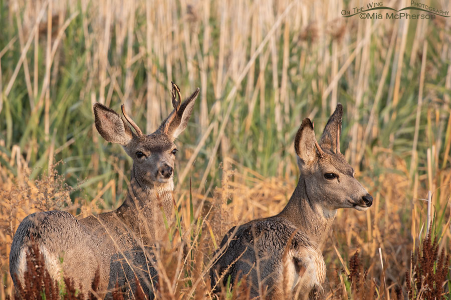 Two young Mule Deer bucks in the marsh at Bear River MBR, Box Elder County, Utah
