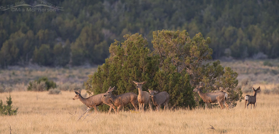 Herd of Mule Deer on a smoky morning, West Desert, Tooele County, Utah