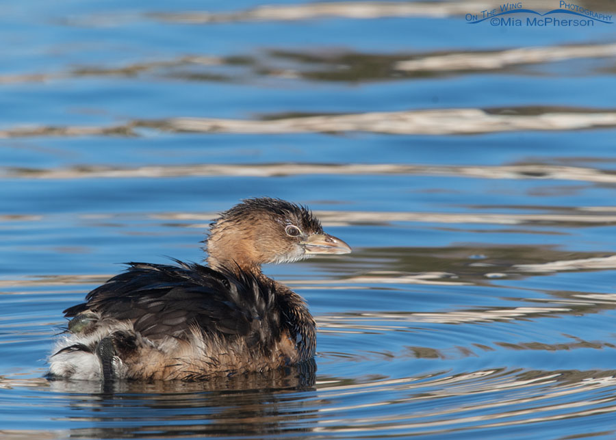 Pied-billed Grebe adult in nonbreeding plumage on a pond, Salt Lake County, Utah