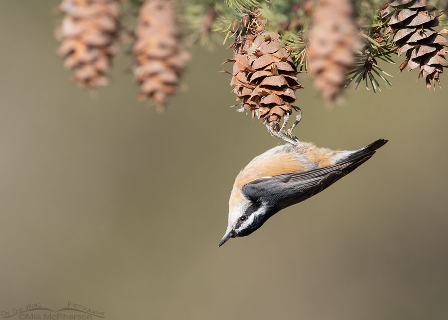 Red-breasted Nuthatch clinging to a fir cone, West Desert, Tooele County, Utah