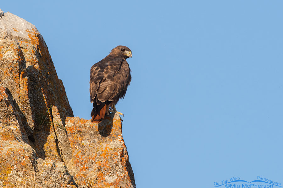 Adult dark morph Red-tailed Hawk back view, Box Elder County, Utah