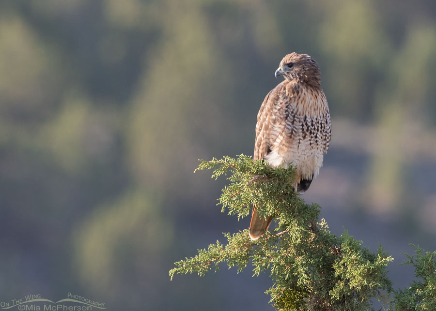 Side lit adult Red-tailed Hawk on a juniper, West Desert, Tooele County, Utah