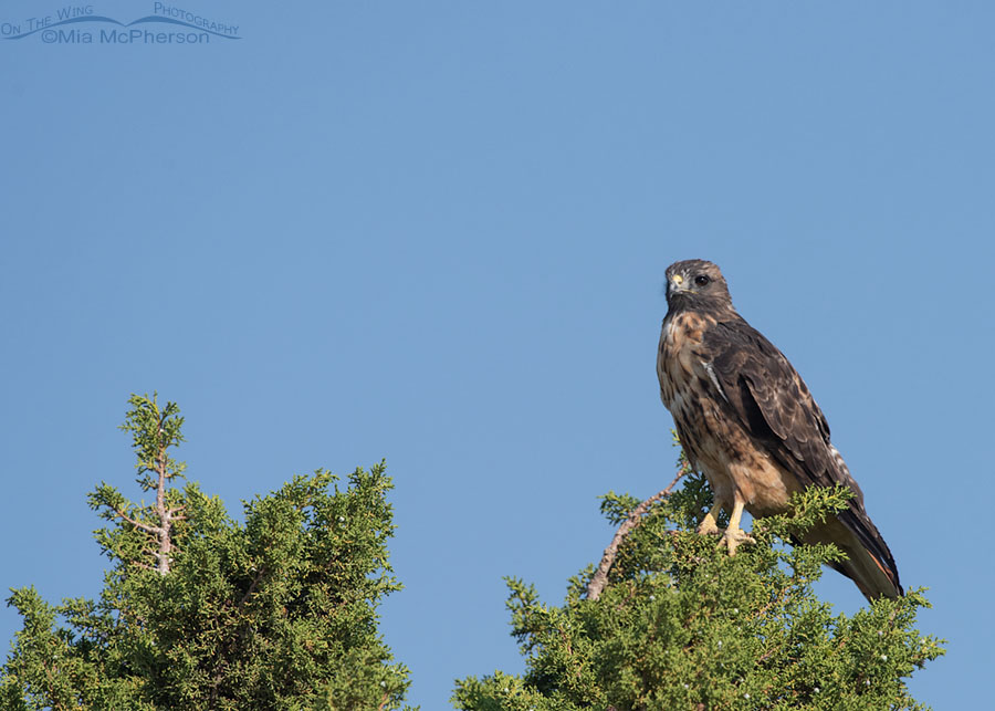 Adult Red-tailed Hawk perched on a juniper in the West Desert, Tooele County, Utah