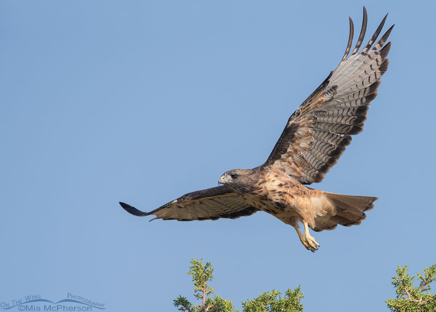 Red-tailed Hawk adult in flight over a juniper, West Desert, Tooele County, Utah