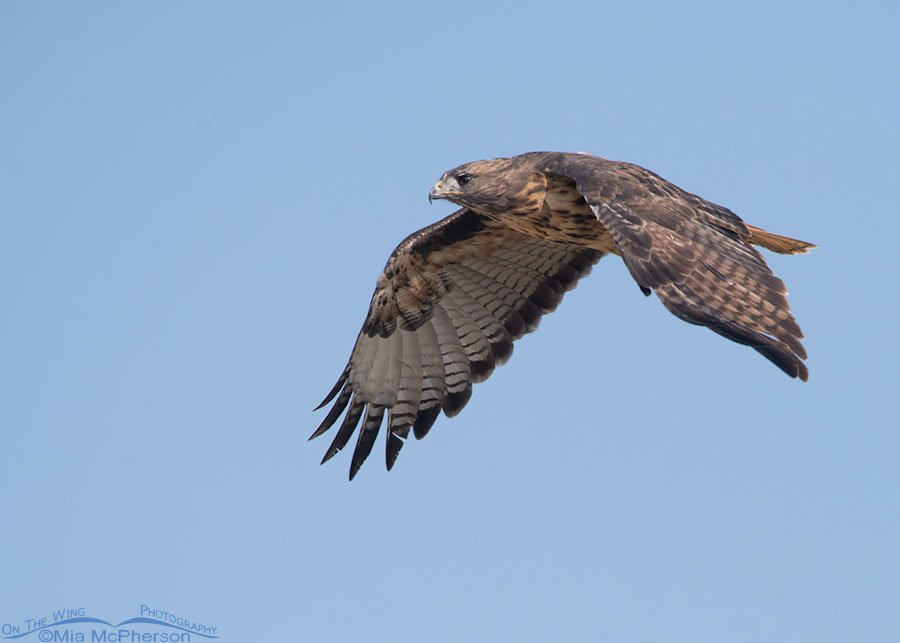 Adult Red-tailed Hawk flying through a smoky sky, West Desert, Tooele County, Utah