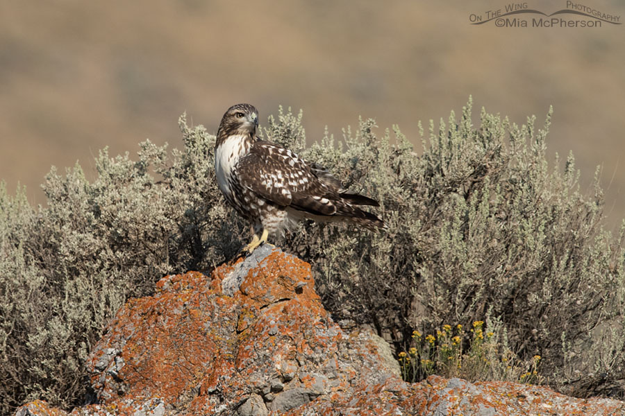 Immature light morph Red-tailed Hawk in desert habitat, Box Elder County, Utah