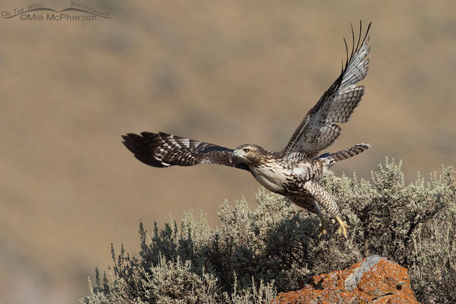 Immature light morph Red-tailed Hawk taking flight, Box Elder County, Utah