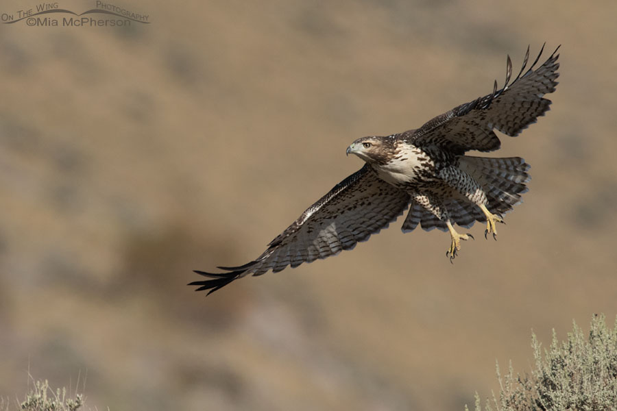 Immature Red-tailed Hawk flying over a desert, Box Elder County, Utah