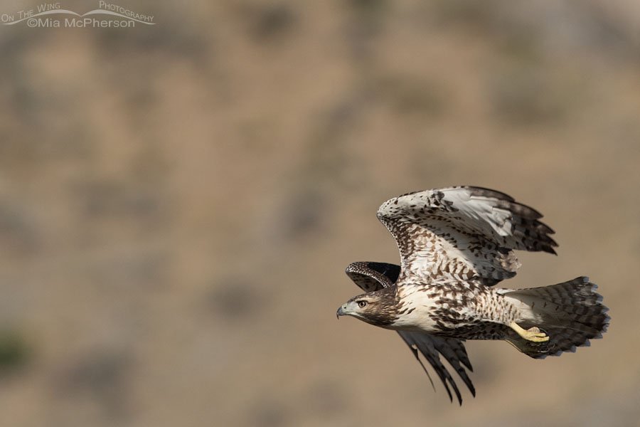 Immature light morph Red-tailed Hawk flying fast, Box Elder County, Utah