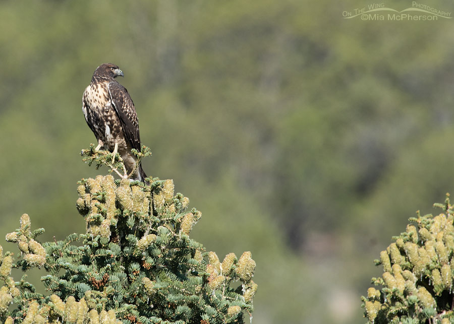 Young Red-tailed Hawk perched on a White Fir high in West Desert Mountains, Tooele County, Utah
