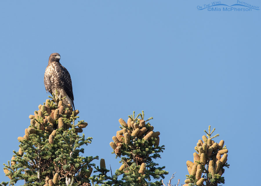 Immature Red-tailed Hawk high on a White Fir, West Desert, Tooele County, Utah