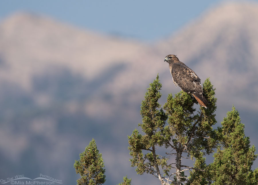 Adult Red-tailed Hawk in front of mountains on a smoky day, West Desert, Tooele County, Utah