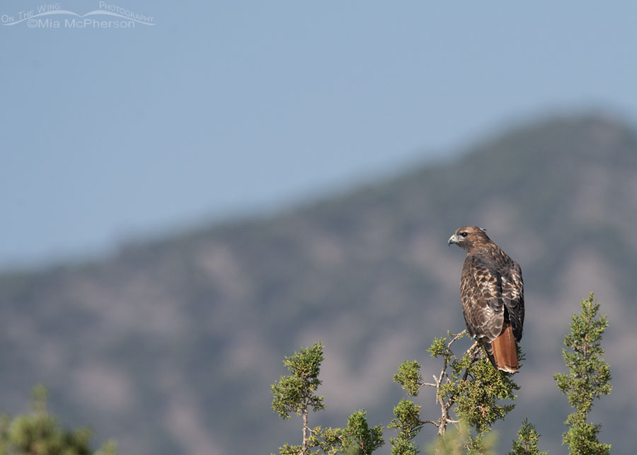 Adult Red-tailed Hawk looking over the foothills, West Desert, Tooele County, Utah