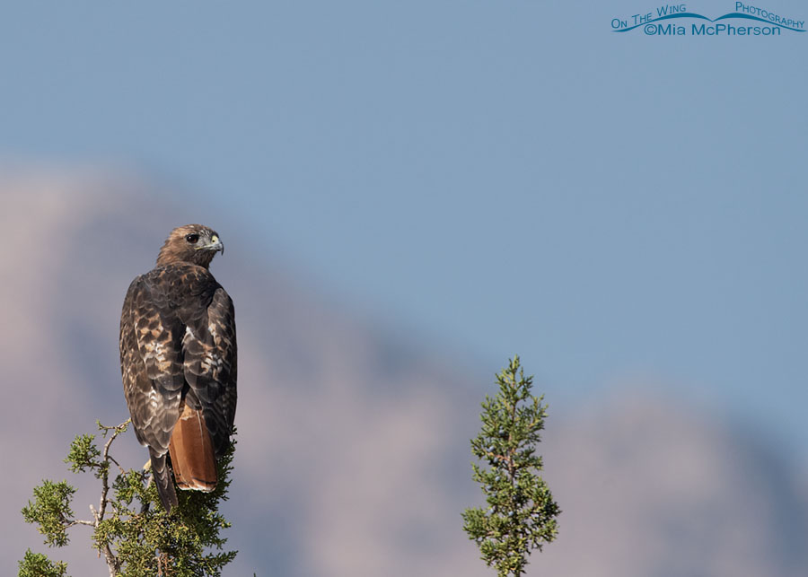 Red-tailed Hawk adult looking over its shoulder from a juniper, West Desert, Tooele County, Utah