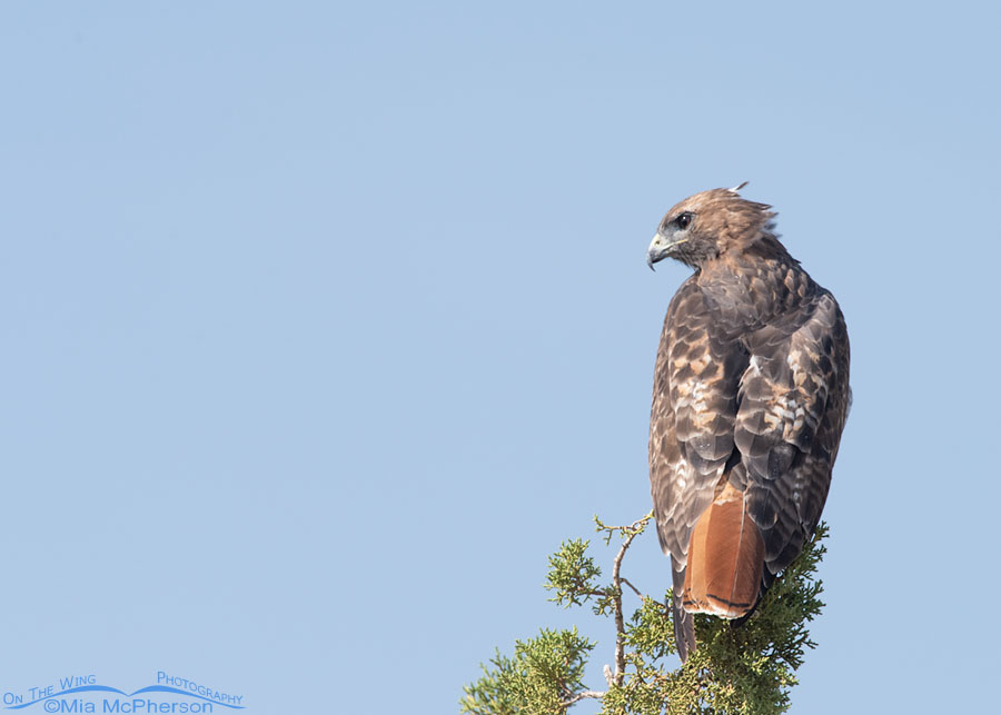 West Desert Red-tailed Hawk against a smoky sky, West Desert, Tooele County, Utah
