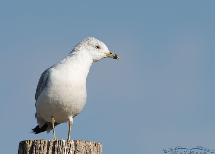 Adult Ring-billed Gull acting curious about something, Farmington Bay WMA, Davis County, Utah
