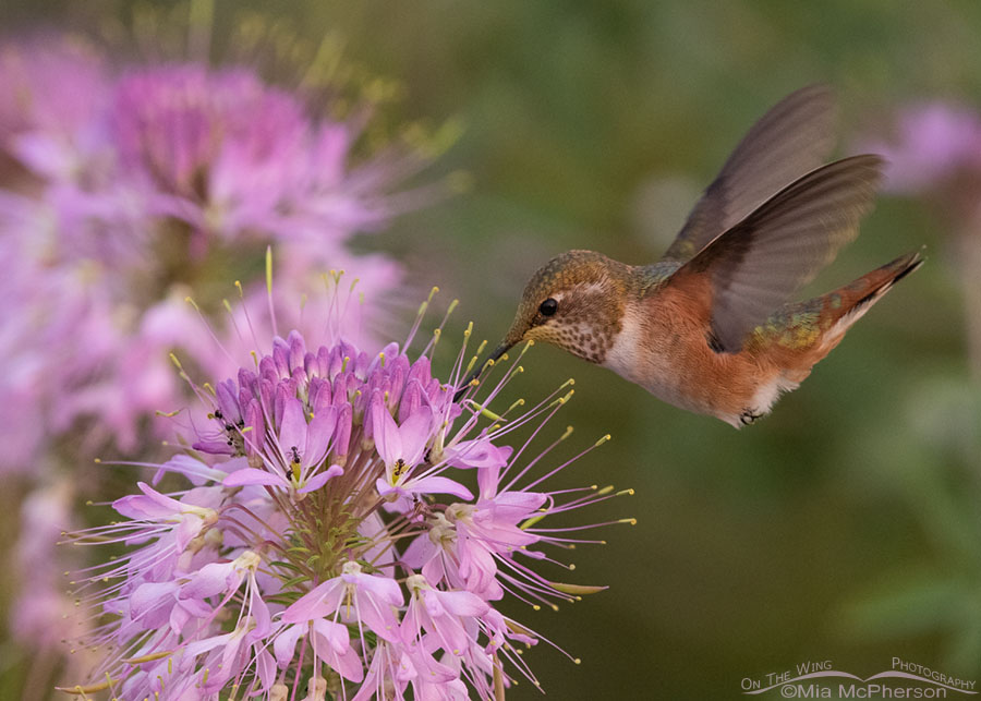 Rufous Hummingbird, bee plant and ants, Antelope Island State Park, Davis County, Utah