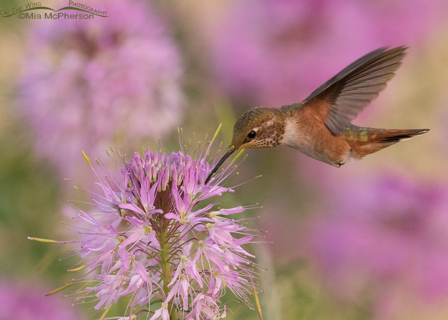 Low light Rufous Hummingbird, Antelope Island State Park, Davis County, Utah