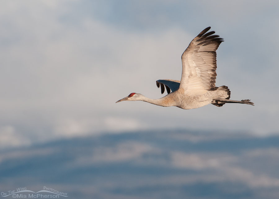 Adult Sandhill Crane in flight in front of spring storm clouds, Wayne County, Utah