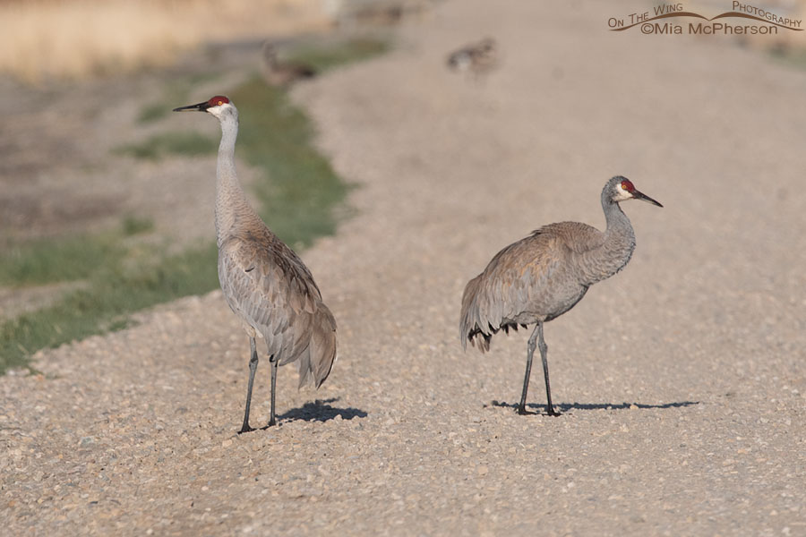 Mated Sandhill Cranes on the auto tour at Bear River MBR, Box Elder County, Utah