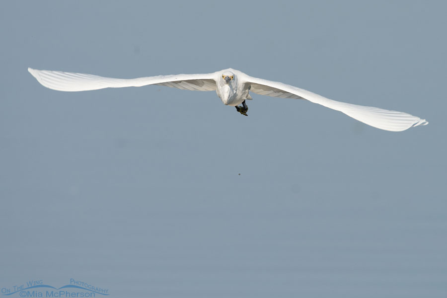 Snowy Egret in head on flight, Farmington Bay WMA, Davis County, Utah