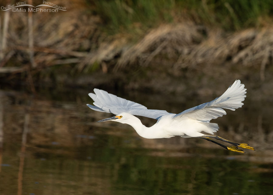 Late summer Snowy Egret in flight, Farmington Bay WMA, Davis County, Utah