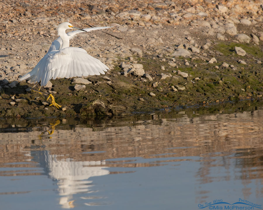 Snowy Egret tiptoe landing, Farmington Bay WMA, Davis County, Utah