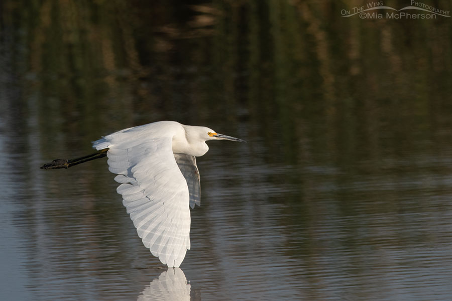 Snowy Egret with its wing tip in the water, Farmington Bay WMA, Davis County, Utah