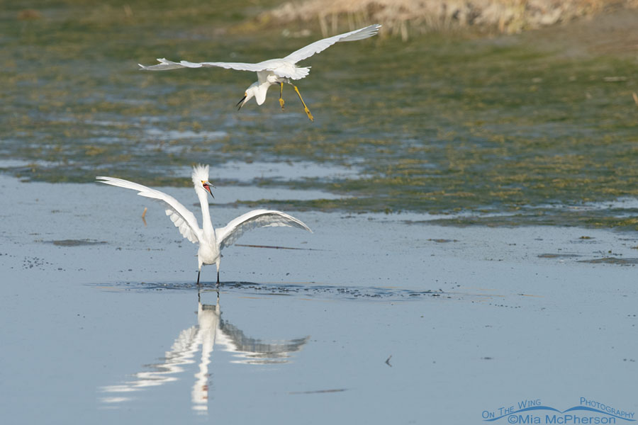 Fighting Snowy Egrets at Farmington Bay, Farmington Bay WMA, Davis County, Utah